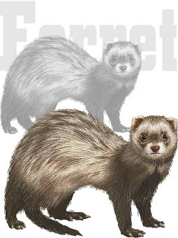 スマホ用ページ フェレットのポストカード用イラスト 条件付フリー素材集