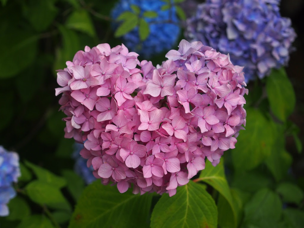 智積院で見つけたハート形の紫陽花 京都旅屋