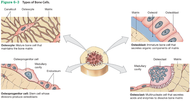 Print Chapter 6: Osseous Tissue and Bone Structure ...
