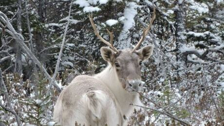 Leaf River Caribou