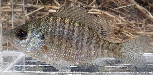 外来魚 ブルーギル
