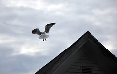 Seagull_7410f