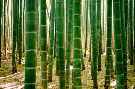 Green giant's frozen and canned vegetables also have come under. The 34 Most Beautiful Forests In The Worldâ¦ Iâd Love To