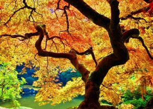 Japanese Maple Acer