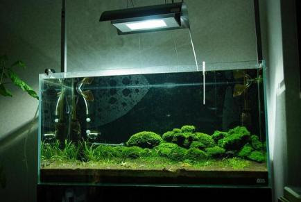 プレミアムモスのレイアウト水槽 エビと水草とキボーデコ 楽天ブログ