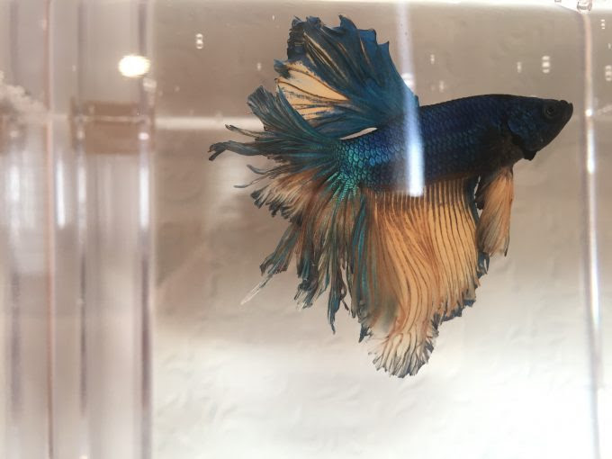 初めてのベタをお迎え きれい美しい可愛い