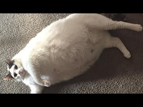 犬猫動画 そんなに太って でもなぜか見ちゃう デブ猫ちゃん写真 ２０選 長さ 2 38 犬猫おもしろ動画まとめ