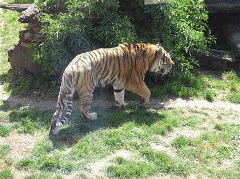year  class   animal habitats