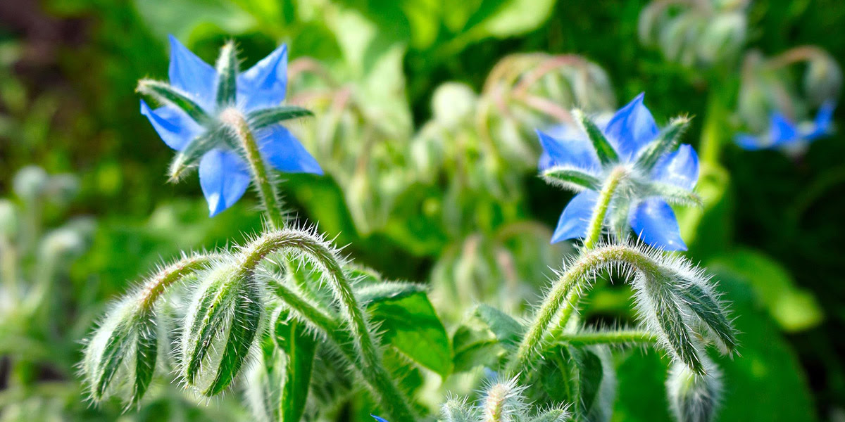 農楽堂 採れたて新鮮パクチー 香菜 コリアンダー イタリアンパセリ ルッコラ ケール ビーツ ビート サラダケールの全国発送 通信販売