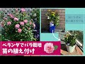 いろいろ ベランダ 薔薇 649308-ベランダ 薔薇 鉢植え