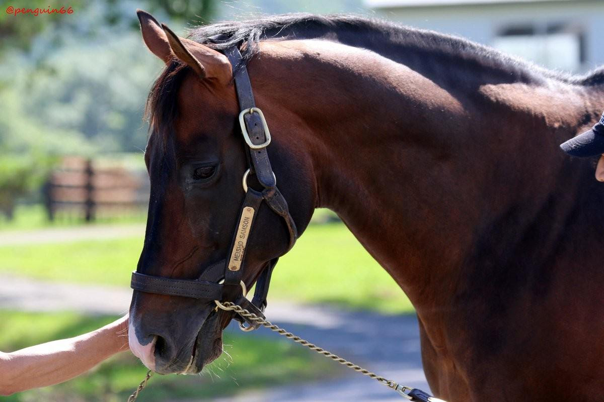 顔がいちばんカッコイイ カワイイのってどの馬 競馬まとめざんまい