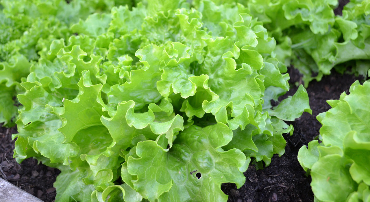 秋はリーフレタスに挑戦 プランター栽培で収穫してすぐテーブルへ 植木鉢ナビ