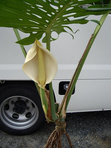 モンステラの花 花と緑のある生活 くらし From九州 楽天ブログ