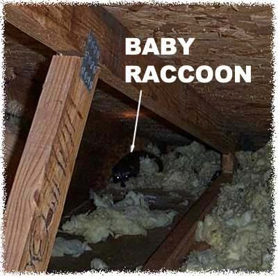 How To Get Rid Of Baby Raccoons In The Attic