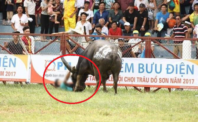 Đã có kết quả kiểm tra chất kích thích trong con trâu húc chết chủ - 1