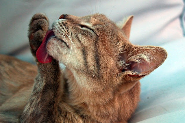 猫が手や顔をなめてくる理由7つ 他の猫をなめるのは愛情表現
