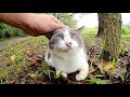 【ベストコレクション】 �� グレー 白 はち われ 336867-猫 グレー 白 はち われ