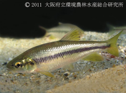 カワムツ 淡水魚図鑑 在来種 図鑑 大阪府立環境農林水産総合研究所