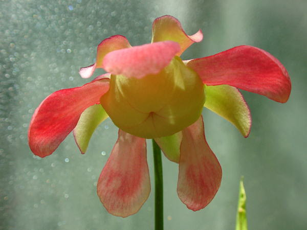 食虫植物の花言葉 はなだより