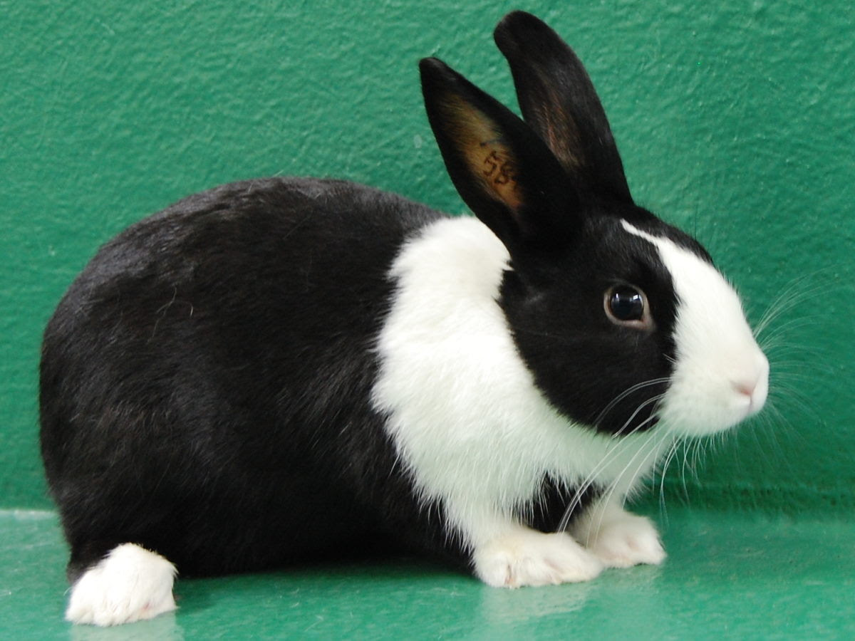 Seekfamily うさぎ 小動物 の 里親探し のぼり君 ダッチウサギ 純血種ダッチ