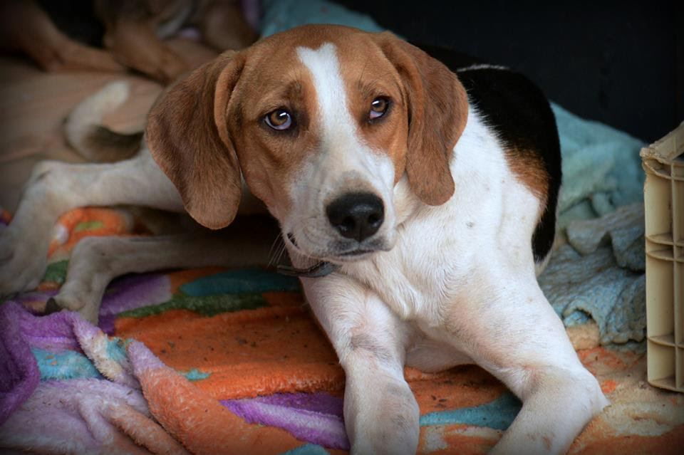 Cão no galpão da cidade de Mariana aguarda por tutores.  Descrição para deficientes visuais: Beagle jovem com olhar tristonho está deitado numa manta. Foto: Edgar Oliveira/Julia Braga