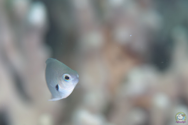 HDS_1703.jpg