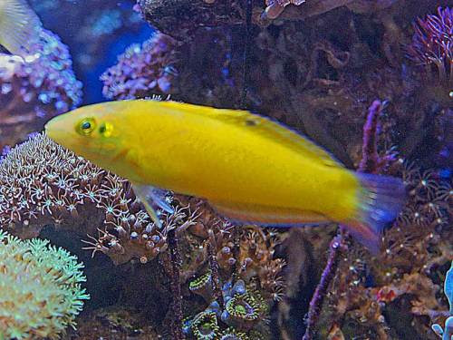 第３弾 ベラ水族館の住人達 湘南水族館 犬バカの魚好き 楽天ブログ