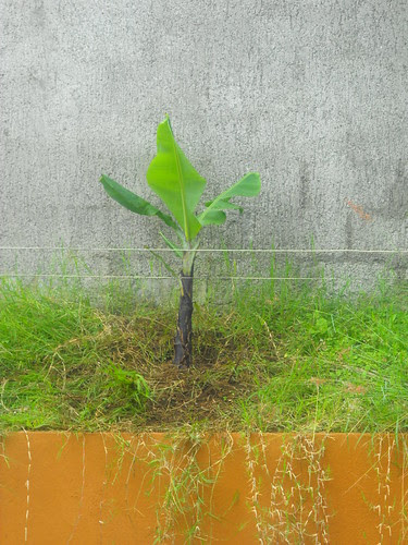 Plátano / Banano