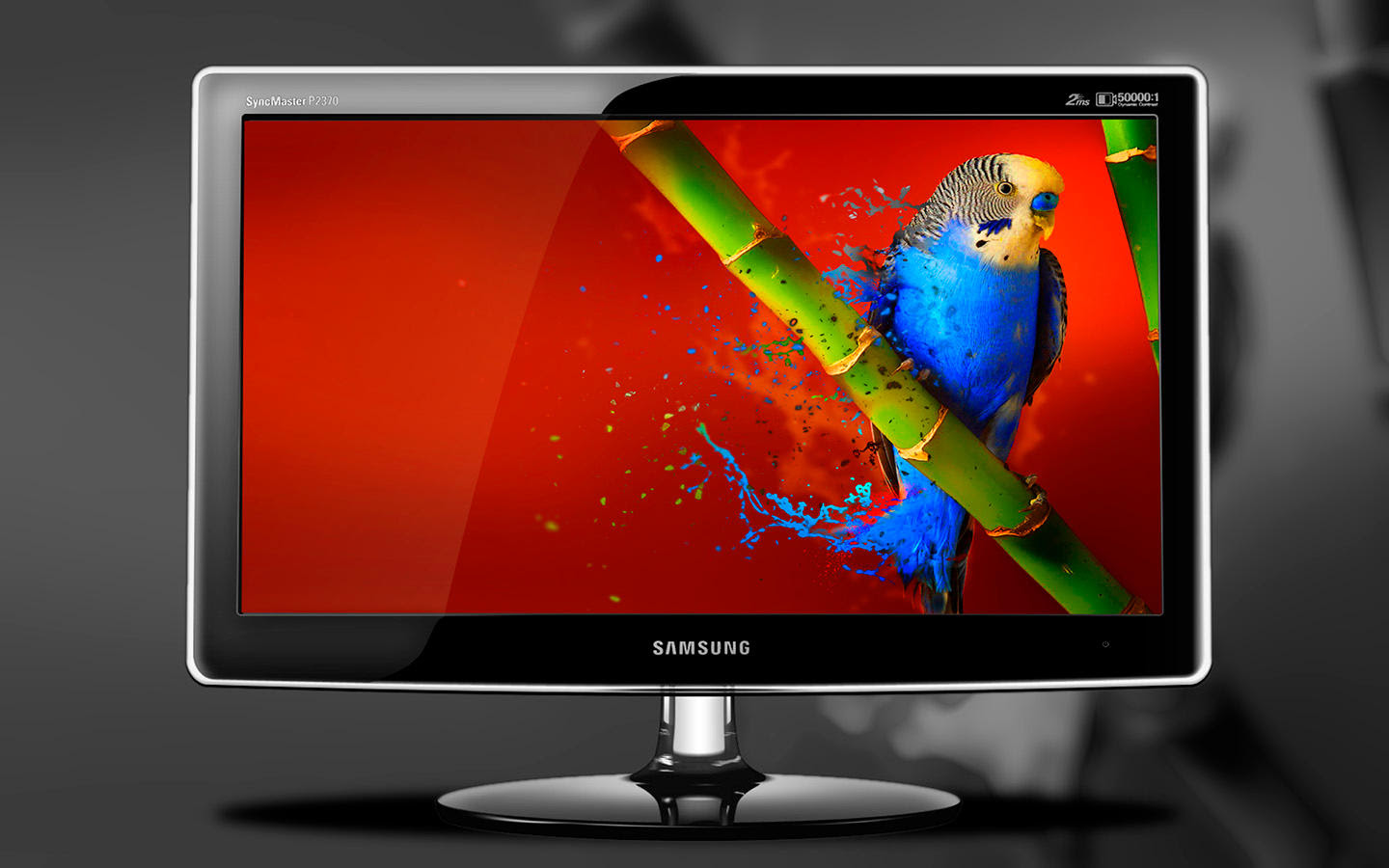 Free desktop wallpaper download Color Bird Wallpaper