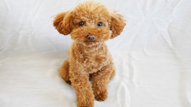 プードルはカットでかわいいデザインの種類まとめ!夏にす ...
