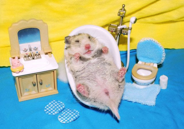 These Funny Animals