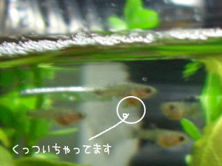 グッピー稚魚に奇形がいました Aquaハイツ グッピー