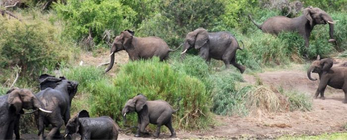How the Elephant Got His Trunk (5 pics)