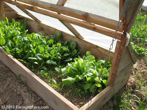 Amish Cold Frame 8