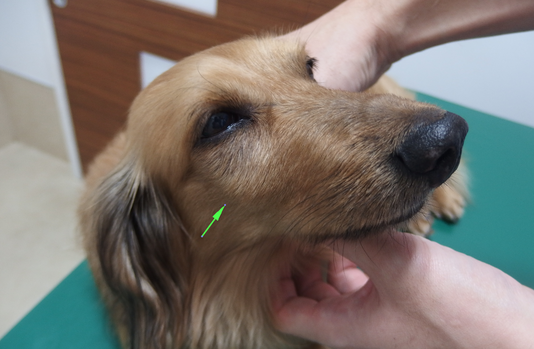 犬 頬が腫れる 根尖膿瘍 習志野市 津田沼 アプリコット動物病院 症例集