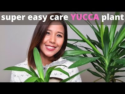 Tips for easy care Yucca plant | How to propagate Yucca plant