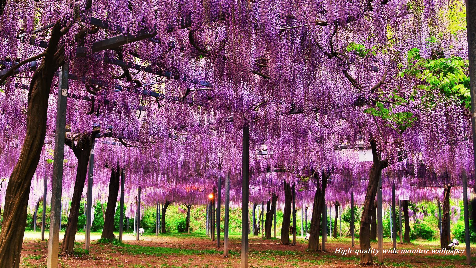 印刷 和風 壁紙 高画質 ただ素晴らしい花