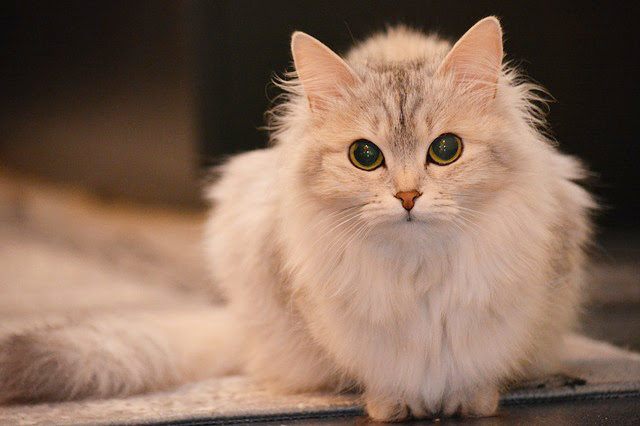 なぜ猫はこんなにもかわいい その理由10選とイチオシ猫動画