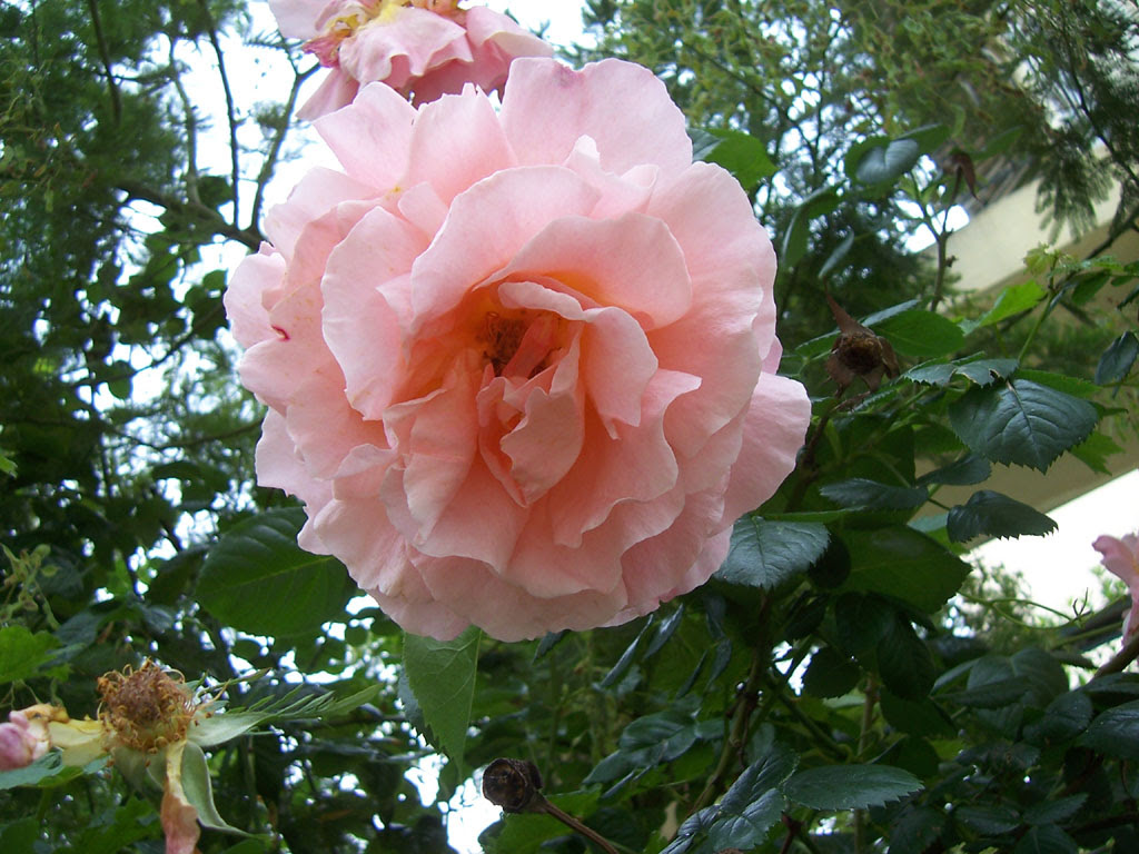 Photo de rose