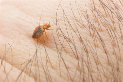 bed bug eggs pictures   kill bed bug eggs pest wiki