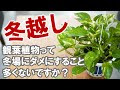 [新しいコレクション] 観葉植物 冬 枯れる 244853-観葉植物 冬 枯れる
