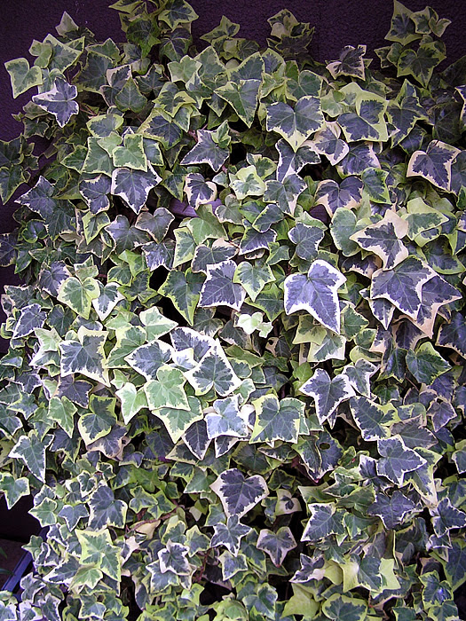ヘデラ ヘリックス 植物写真鑑