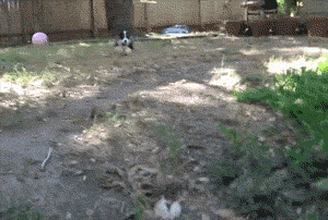 Gif Freak