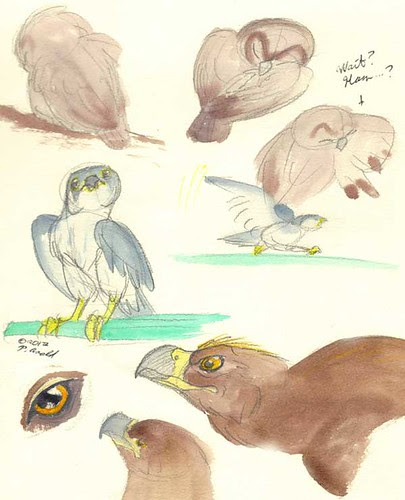 8.20.12 - Maine Wildlife Park studies