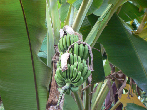 bananes.jpg