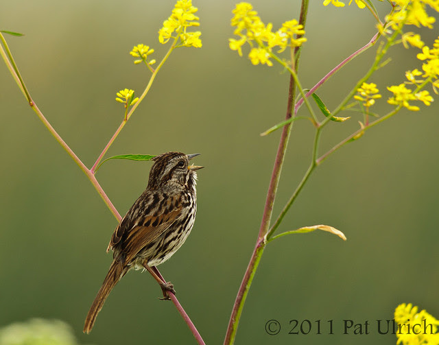 Singing in the other direction - Pat Ulrich Wildlife Photography