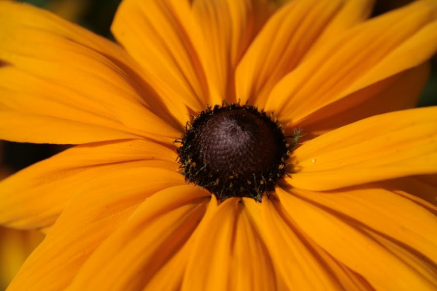 Black Eyed Susan in Autumn