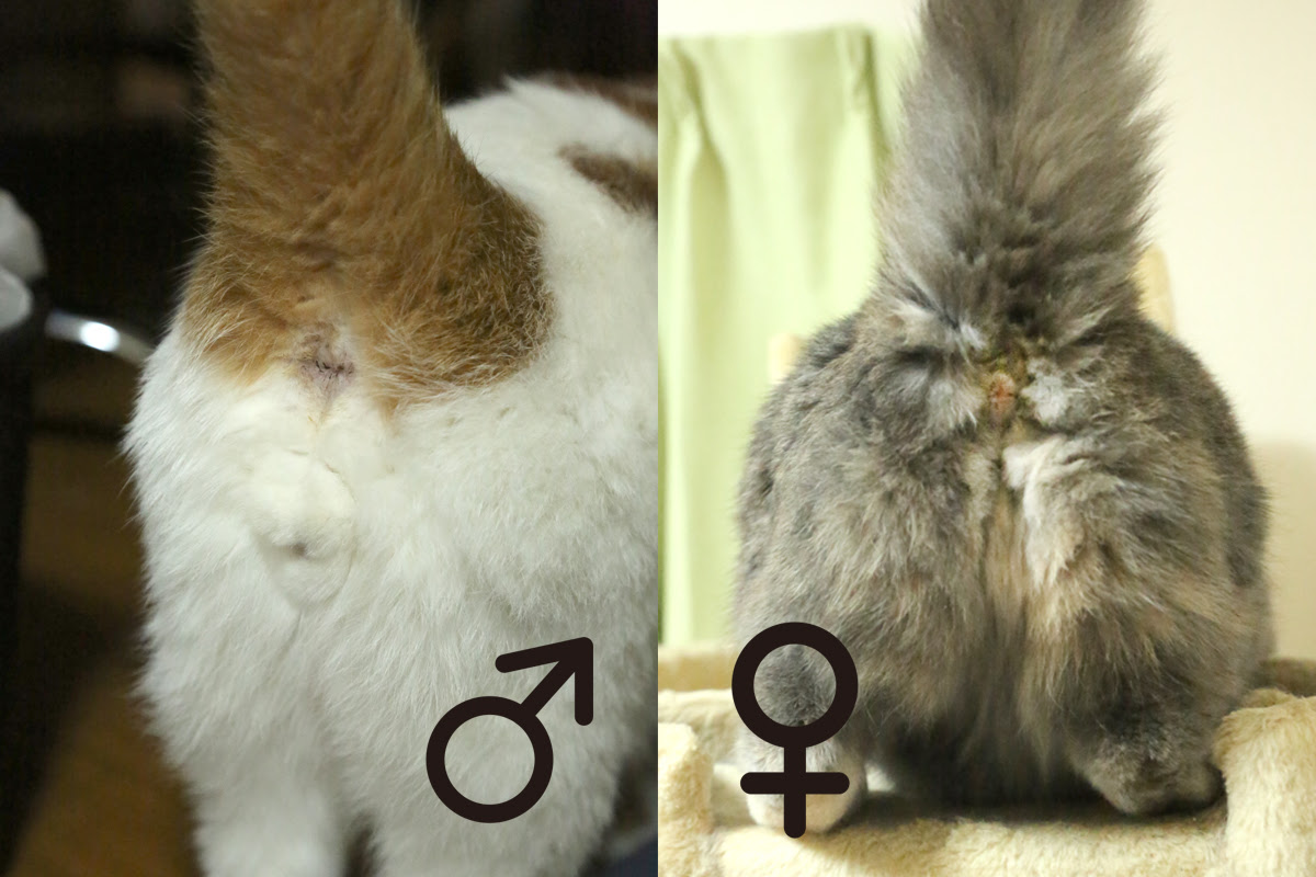 子猫 成猫の性別の見分け方 オスメスは顔つきでも分かるって本当