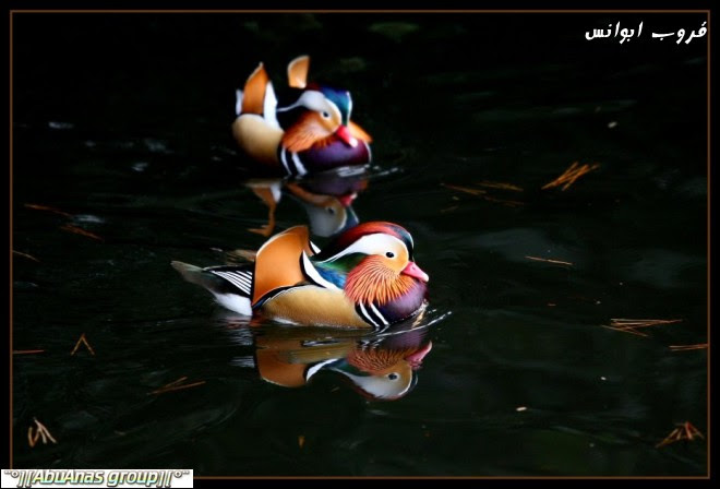 هذا هو الجمال في نظري