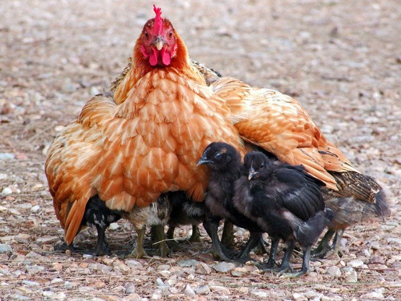 Hen and Chicks | pretty birds | Pinterest